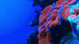 aquarium-von-schwing-schwings-reef_