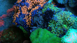 aquarium-von-schwing-schwings-reef_