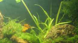 aquarium-von-southamerica-project-crystal-red-existiert-nicht-mehr_Sagittaria subulata pusilla