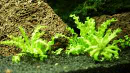 aquarium-von-southamerica-project-crystal-red-existiert-nicht-mehr_Pogostemon helferi