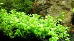 aquarium-von-southamerica-project-crystal-red-existiert-nicht-mehr_Hemianthus callitrichoides