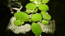 aquarium-von-southamerica-project-crystal-red-existiert-nicht-mehr_Pistia stratiotes