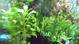 aquarium-von-guppy62-the-green-dream_