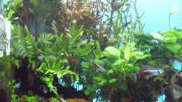 aquarium-von-guppy62-the-green-dream_