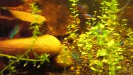 aquarium-von-suedamerikafreak-bk-en-el-camino-de-mato-grosso-a-rio-negro_Bacopa amplexicaulis