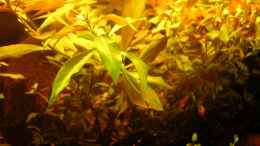 aquarium-von-suedamerikafreak-bk-en-el-camino-de-mato-grosso-a-rio-negro_Ludwigia arcuata x repens 07.06.2012