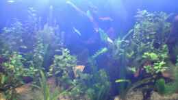 aquarium-von-steven-tumma-becken-2256_