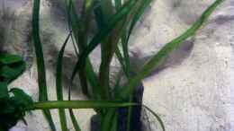 aquarium-von-yejo-yellow_Vallisneria americana 