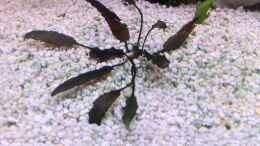 aquarium-von-yejo-yellow_Cryptocoryne wendtii