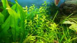 aquarium-von-tobias-h--becken-3_Bacopa caroliniana