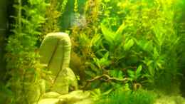 aquarium-von-lulu-200l-urwald_Pflanzen