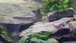 aquarium-von-stony-becken-200l-malawi-nur-noch-als-beispiel_