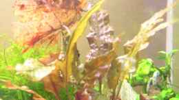 aquarium-von-patrick-gisi-garnelenbecken_Wendt`s Wasserkelch `Tropica`