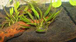 aquarium-von-springer-red-fire-home_Zwergschwertpflanze (Helanthium tenellum)