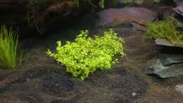 aquarium-von-springer-red-fire-home_Kubanisches Perlkraut (hemianthus callitrichoides)