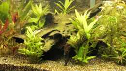 aquarium-von-hot-becken-22655_