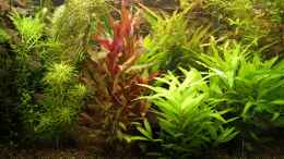 aquarium-von-hot-becken-22655_