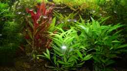 aquarium-von-hot-becken-22655_