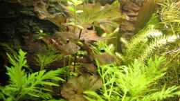 aquarium-von-hot-becken-22655_