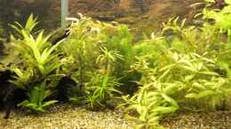 aquarium-von-hot-becken-22655_