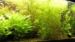 aquarium-von-hot-becken-22655_