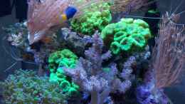 aquarium-von-garnelenhunter-nano-high-tower_Handy pics vom  20.05.2012