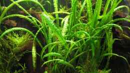 aquarium-von-jan16-jans-blaupunktbuntbarsch-pflanzenbecken_Cryptocoryne crispatula var. balansae Bown Lucanas