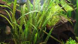 aquarium-von-jan16-jans-blaupunktbuntbarsch-pflanzenbecken_Cryptocoryne crispatula var. balansae Red Lucanas