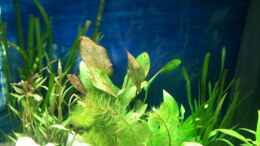 aquarium-von-seegeist-becken-22703_