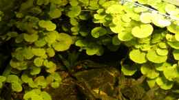 aquarium-von-die-perle----rio-formoso_Hydrocotyle leucocephala--auch flutend an der Oberfläche