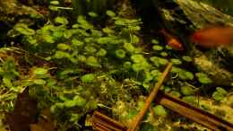 aquarium-von-die-perle----rio-formoso_Hydrocotyle verticillata