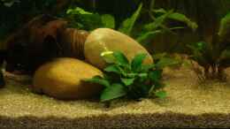 aquarium-von-sunnyboy-72-becken-22708_blühende Anubia