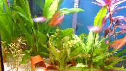 aquarium-von-christian-funke-becken-2271_