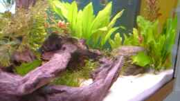 aquarium-von-christian-funke-becken-2271_