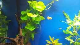 aquarium-von-shiml-110-l-gesellschaft_Hydrocotyle leulocephala