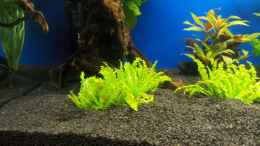 aquarium-von-shiml-110-l-gesellschaft_Pogostemon helferi