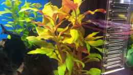 aquarium-von-shiml-110-l-gesellschaft_Alternathera reineckii rot