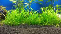 aquarium-von-shiml-110-l-gesellschaft_Lilaeopsis stretch