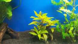 aquarium-von-shiml-110-l-gesellschaft_Ludwigia glandulosa perennis