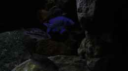 aquarium-von-florian-bandhauer-afrikas-lake-malawi_Harmonie