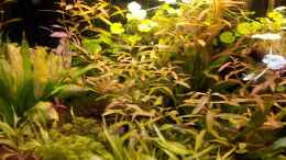 aquarium-von-sleazerocker-authentic-jungle_März 2012