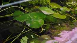 aquarium-von-holzmichel-becken-22788-indischer-strassengraben_Wassernabel