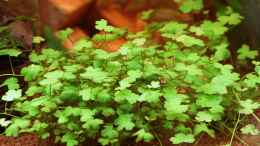 aquarium-von-dirk-f--little-world-1-0-aufgeloest_Hydrocotyle cf. tripartita (H. sp. Japan) / Kleeblatt 21-0