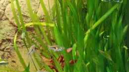 aquarium-von-dirk-f--little-world-1-0-aufgeloest_Vallisneria spiralis / Schrauben-Vallisnerie (hinten) und Va