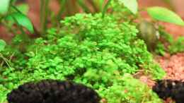 aquarium-von-dirk-f--little-world-1-0-aufgeloest_Hemianthus callitrichoides Cuba / Kubanisches Perlkraut 27-0