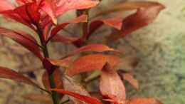 aquarium-von-dirk-f--little-world-1-0-aufgeloest_Ludwigia repens `Rubin` / Rubin-Ludwigie