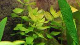 aquarium-von-dirk-f--little-world-1-0-aufgeloest_Bacopa carolinianas / Großes Fettblatt 21-01-2013