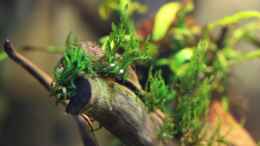 aquarium-von-dirk-f--little-world-1-0-aufgeloest_Taxiphyllum sp. Flame Moss / Flammenmoos auf Wurzel 21-01-20