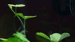 aquarium-von-dirk-f--little-world-1-0-aufgeloest_Hydrocotyle leucocephala / Brasilianischer Wassernabel - 12-