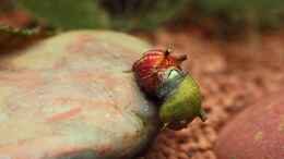 Foto mit Geweihschnecke Grün & Tricolor